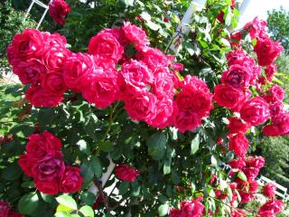 IMG_4725.JPG