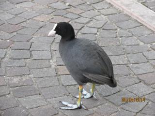 image.jpg