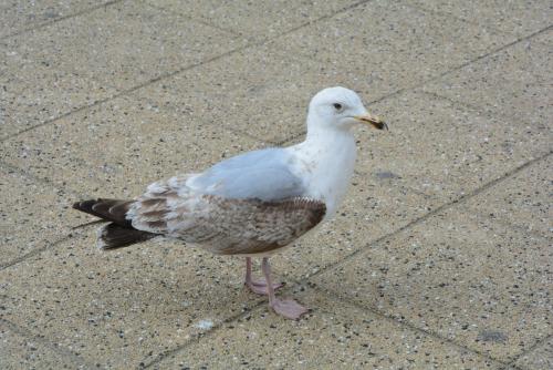 DSC_8973.JPG