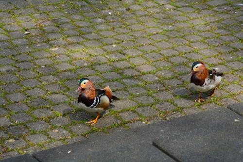 DSC_8885.JPG