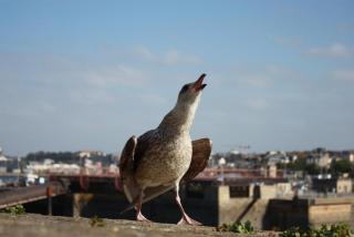 IMG_6235.JPG