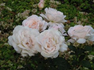 IMG_7850.JPG