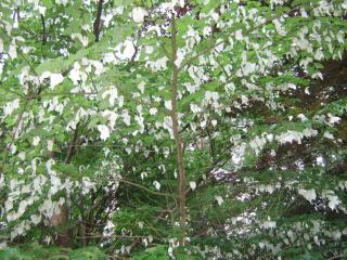 IMG_7145.JPG