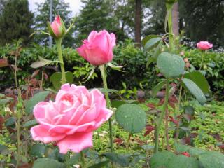 IMG_7852.JPG