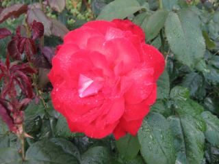 IMG_7855.JPG