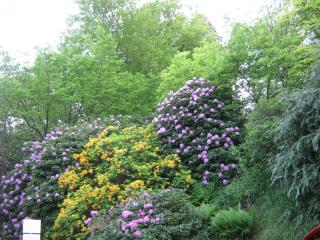 IMG_7157.JPG