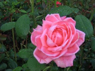IMG_7851.JPG