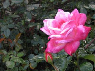 IMG_7849.JPG