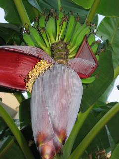 IMG_0051.JPG