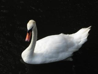 IMG_0175.jpg