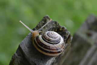 DSC_0823.JPG
