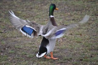 DSC_0658.JPG