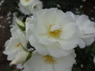 DSC04921.JPG