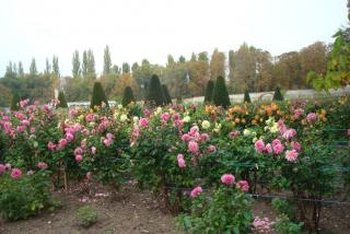 DSC08282.JPG