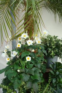 DSC00004.JPG