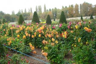 DSC08278.JPG