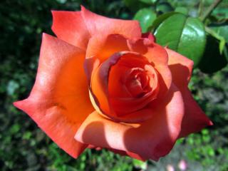 IMG_0010.JPG