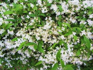IMG_0216.JPG