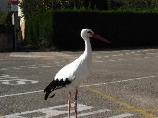 IMG_9926.JPG