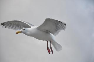 DSC_1247.JPG