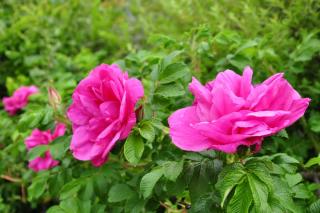 DSC_1835.JPG