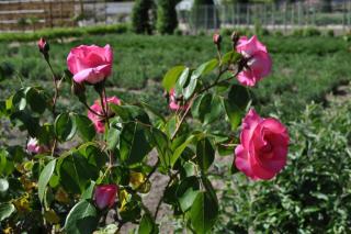 DSC_0622.JPG
