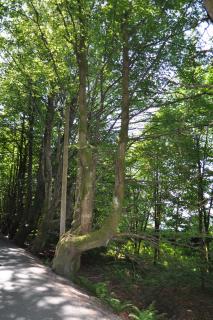 DSC_0208.JPG