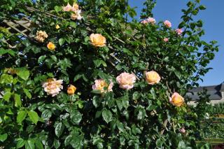 DSC_0040.JPG