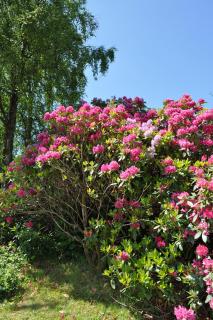 DSC_0214.JPG