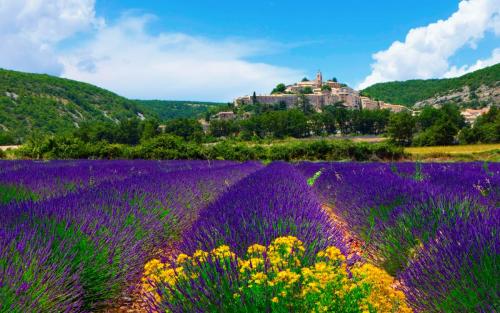 Lavender-Field-In-Provence-France-2560x1600.jpg