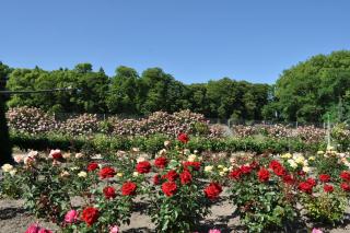 DSC_0630.JPG