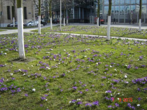 DSC00050 (2).JPG