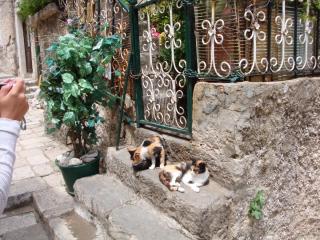 DSC00386.JPG