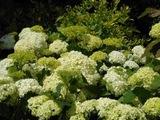 DSCN1454.jpg