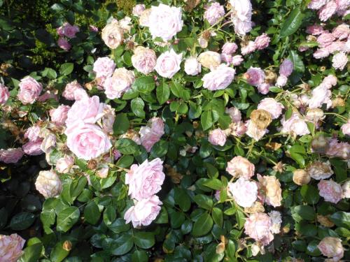 DSCN8679.JPG