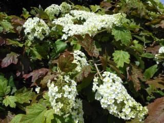 DSCN1452.jpg
