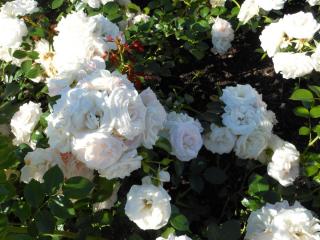 DSCN4348.JPG
