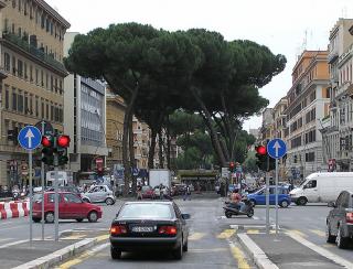 788px-Umbrella.pine.in.rome.arp.jpg