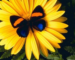 normal_flowers01.jpg