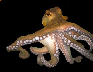 Octopus.jpg
