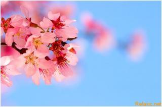 sakura.jpg