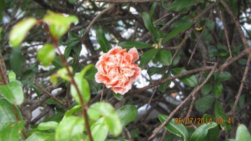 IMG_9259.JPG