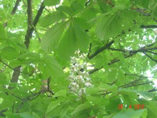DSC09468.JPG
