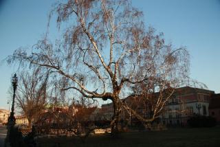 IMG_7566.JPG