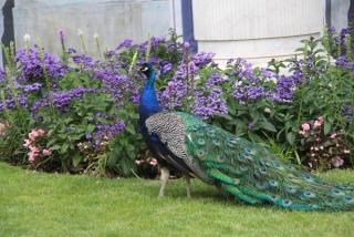 IMG_0987.JPG