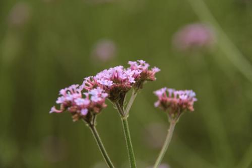 IMG_5166.JPG