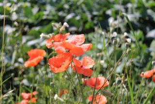 IMG_9912.JPG