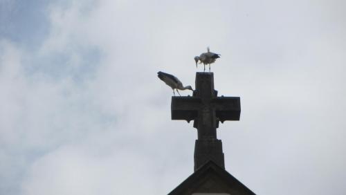 IMG_7281.JPG