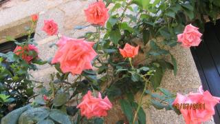IMG_2335.JPG