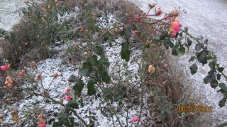 IMG_4521.JPG